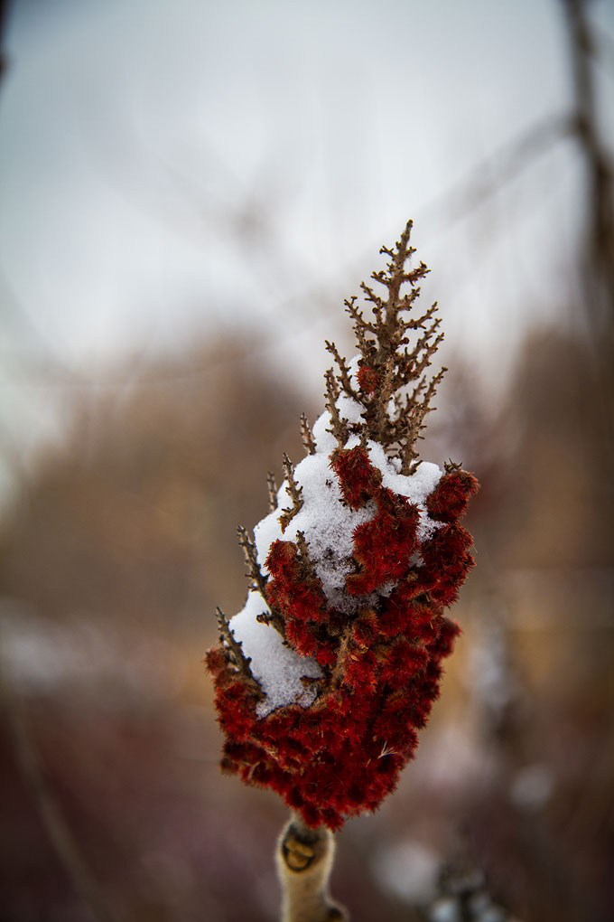 Winter in the Music Garden ©Shireen Nadir 2012