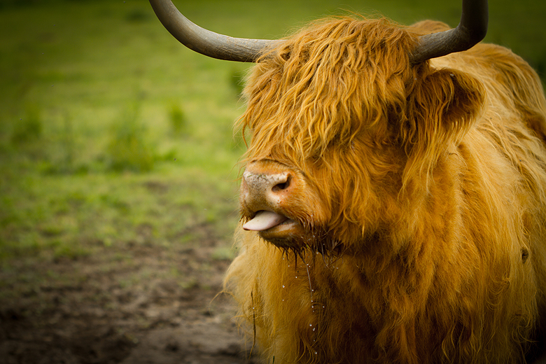 Gryphon Ridge Highland Cattle ©Shireen Nadir 2013