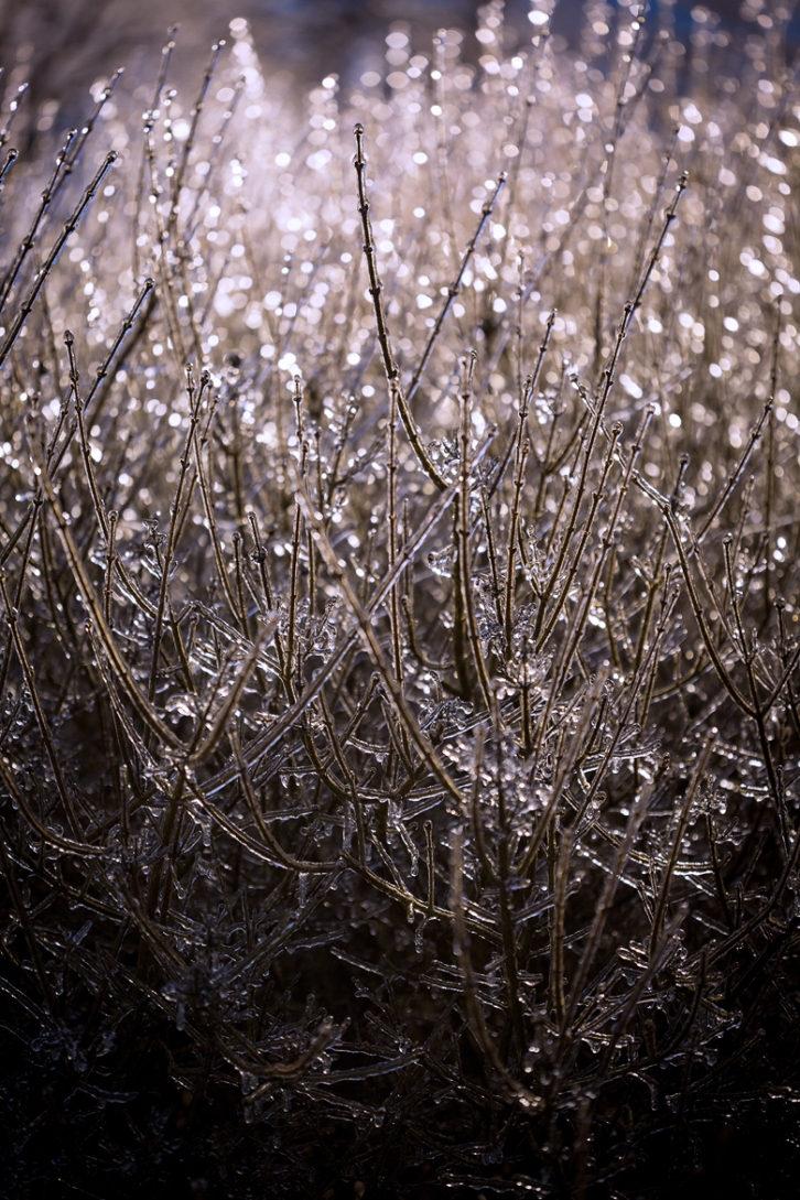 Ice Storm ©Shireen Nadir 2013